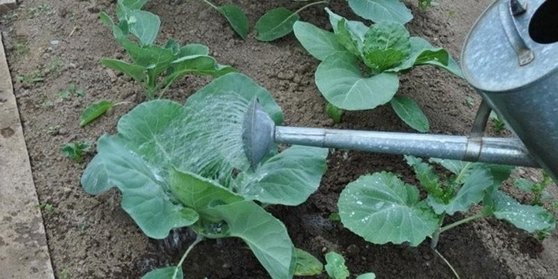 การใส่ปุ๋ยกะหล่ำปลี