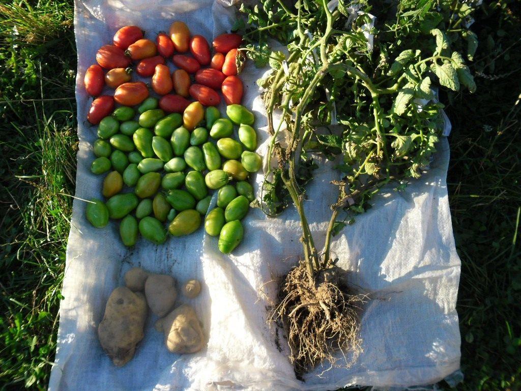 tomates dans le jardin