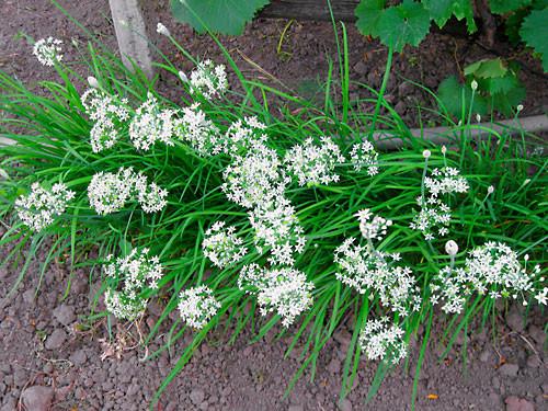 หอมหัวใหญ่