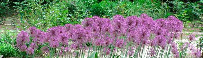 หัวหอมป่า