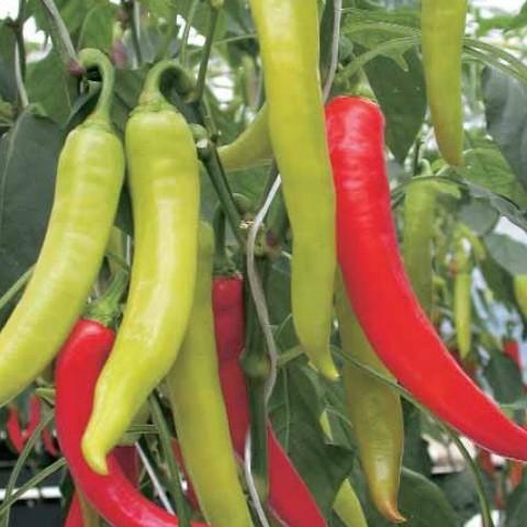 ปาฏิหาริย์แห่งภูมิภาคมอสโก