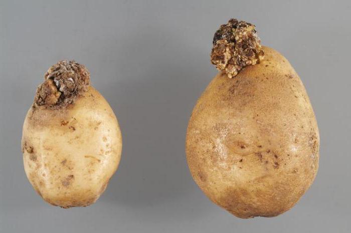 มะเร็งมันฝรั่ง