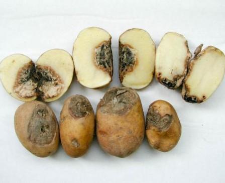 โรคมันฝรั่ง