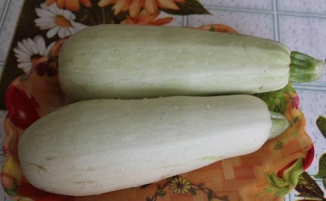 สควอชภูเขา