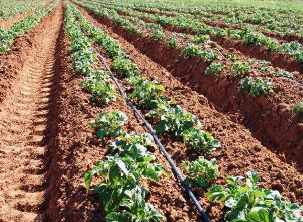 การพรวนดินมันฝรั่ง