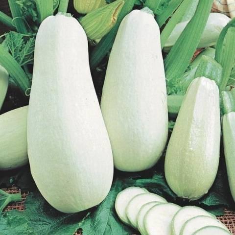 สควอชผลสีขาว