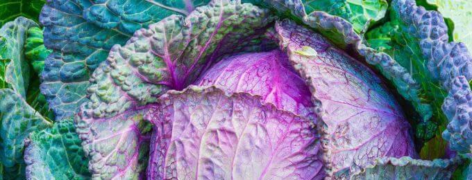 ใบสีม่วงบนกะหล่ำปลี