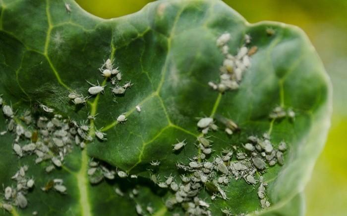 หมัดด้วงบนกะหล่ำปลี