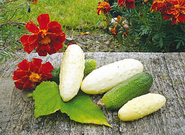 แตงกวาต่าง ๆ