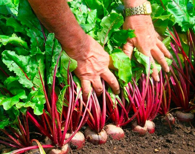 บีทรูทจำนวนมาก