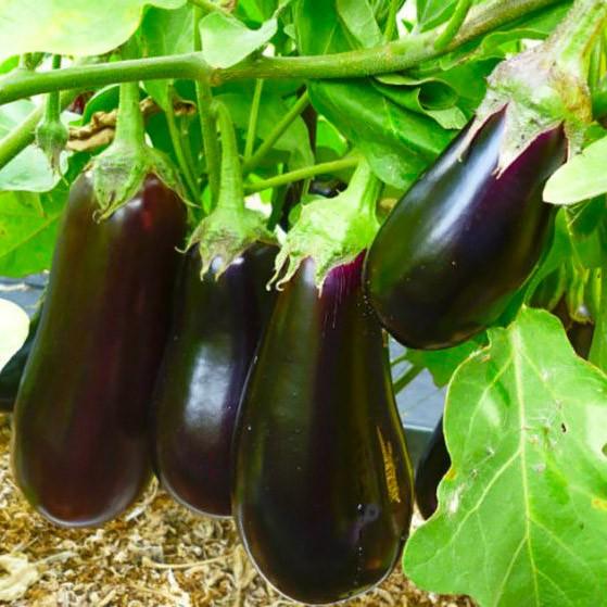 ความงามสีดำ