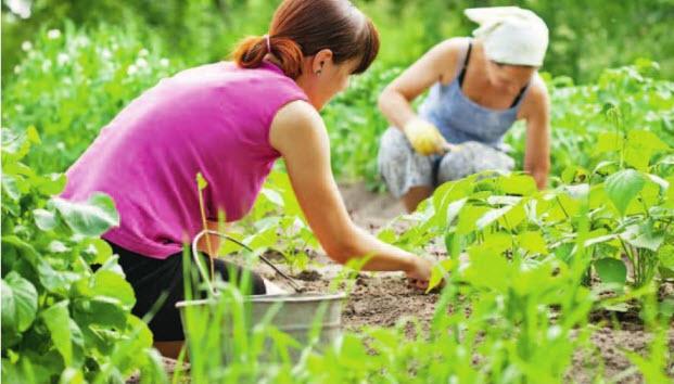 วิธีกำจัดวัชพืชแครอทอย่างรวดเร็ว