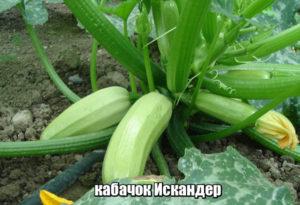 Description de la variété de courge Iskander, plantation et entretien, récolte et stockage