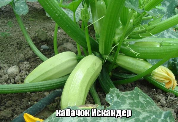 ซูกินี่ อิสกันเดอร์