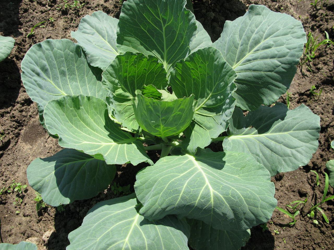 กะหล่ำปลีไม่ขึ้น