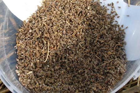 เมล็ดพันธุ์มากมาย