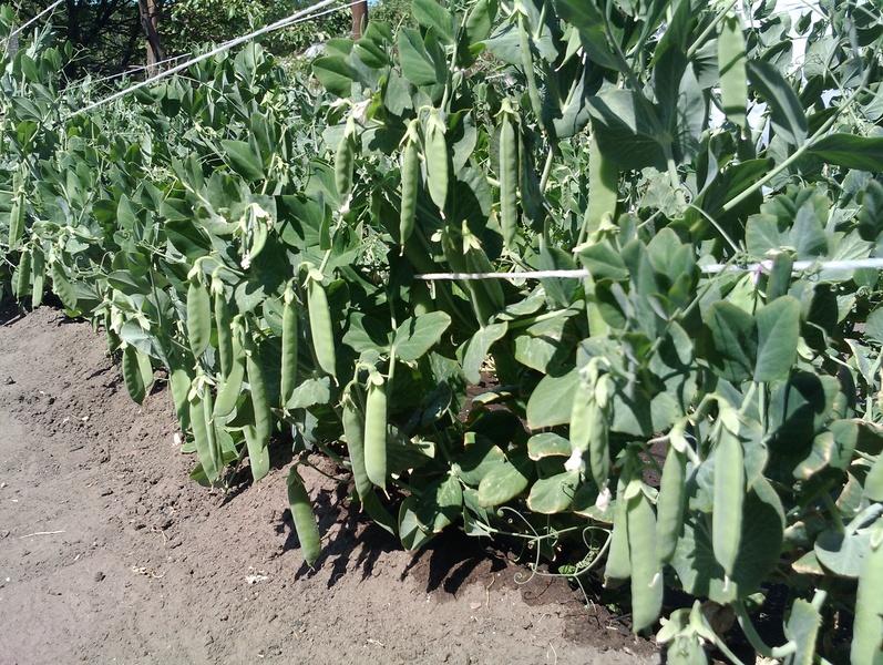 การปลูกถั่ว