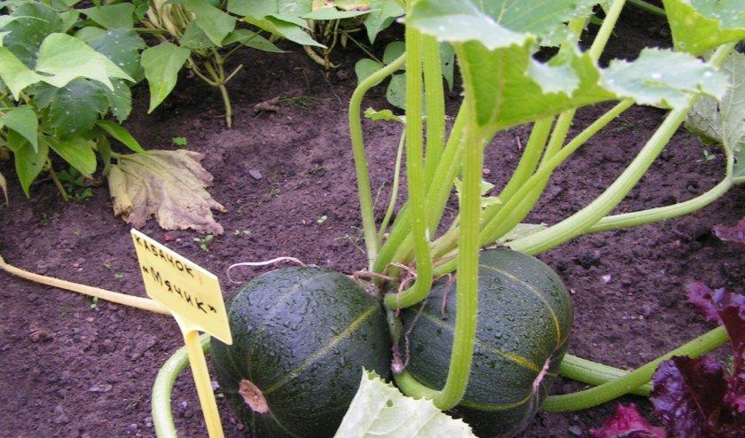 ซูกินี่กลม "Povarenok"