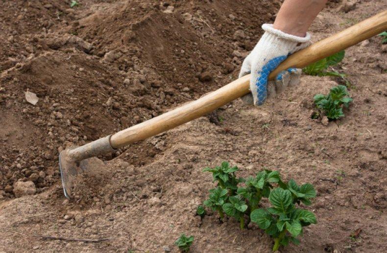 การพรวนดินมันฝรั่ง