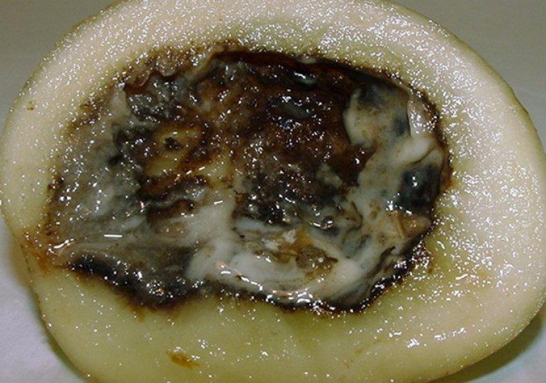 Pourriture interne mixte