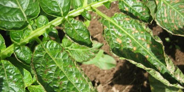 boucle de pomme de terre