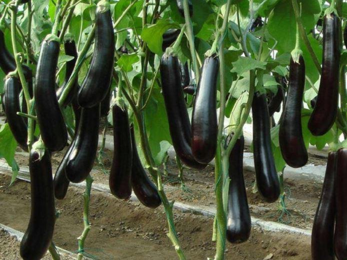 กล้วยมะเขือยาว