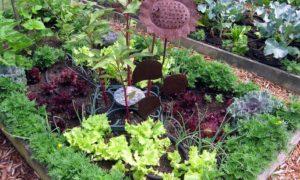 ความเข้ากันได้ของหัวหอมและบีทรูทในสวนและในเรือนกระจก เพื่อนบ้านที่ดีและไม่ดี