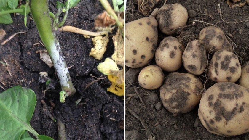 Macrosporiose de la pomme de terre