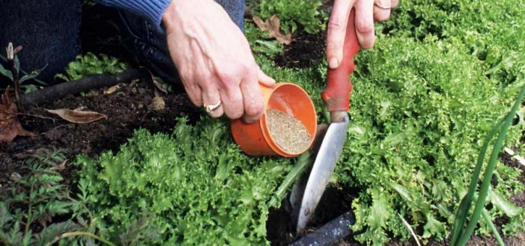 précipité comme engrais pour les légumes verts