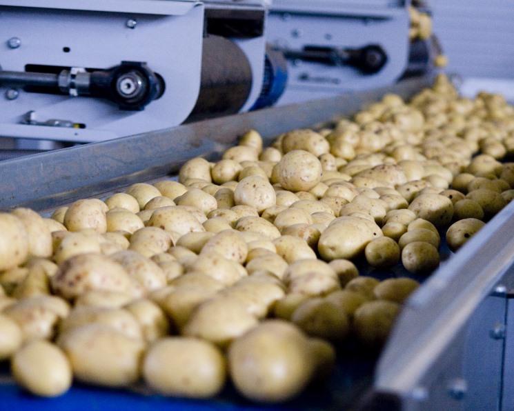 มันฝรั่งของแอนนา