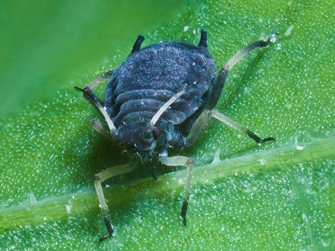 เพลี้ยอ่อนหัวบีท