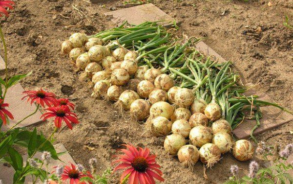 นิทรรศการหัวหอม