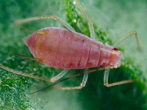 เพลี้ยมันฝรั่งขนาดใหญ่