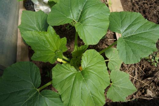 ลูกกลิ้งซูกินี่