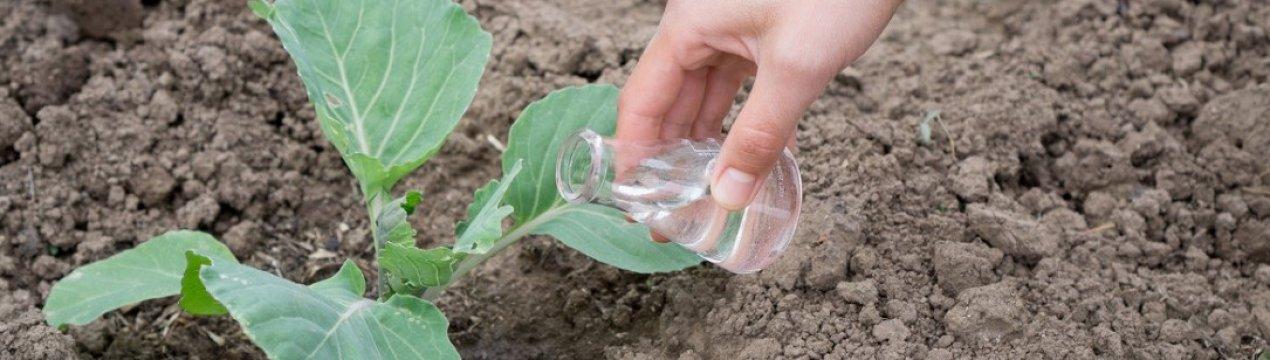 การรดน้ำกะหล่ำปลี