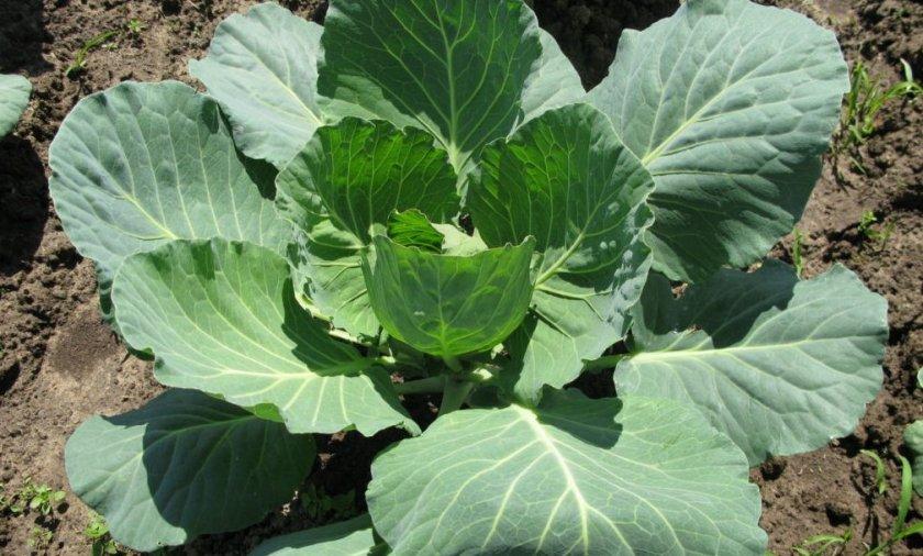 กะหล่ำปลีไม่ขึ้น