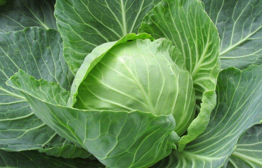 กะหล่ำปลีสุก