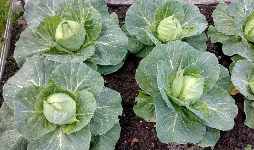 กะหล่ำปลีจำนวนมาก