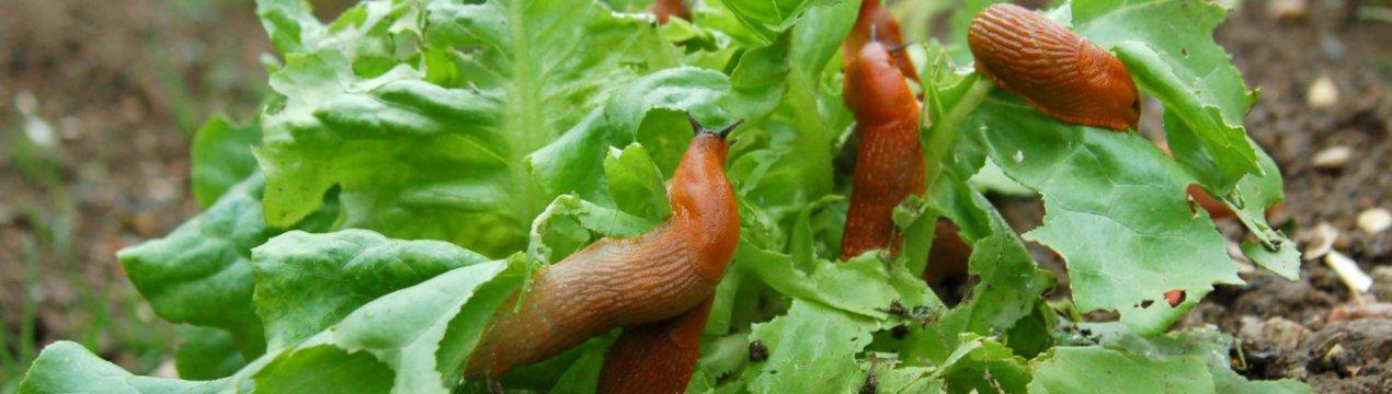 limaces sur chou