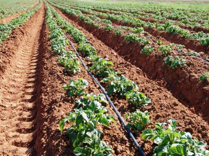 ระบบน้ำหยด