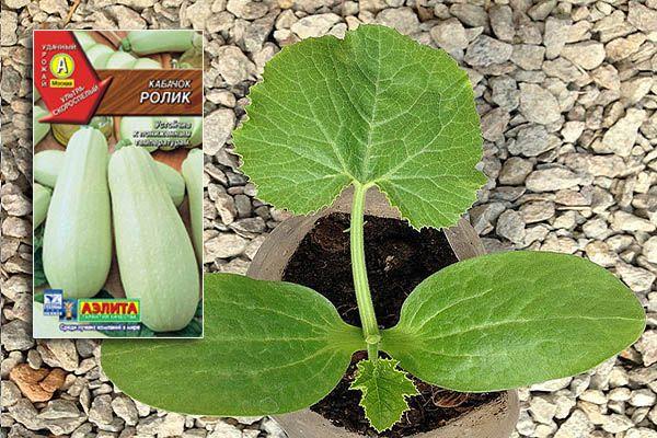 ลูกกลิ้งซูกินี่