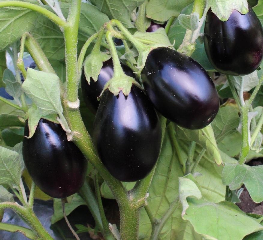 aubergine casse-noisette