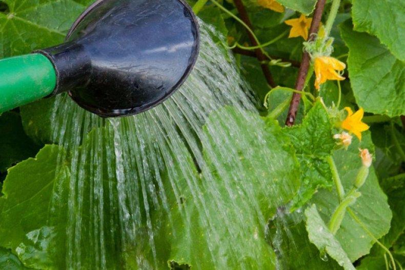 การรดน้ำบวบ