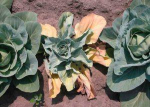 Pourquoi les feuilles de chou jaunissent, que faire et comment y remédier