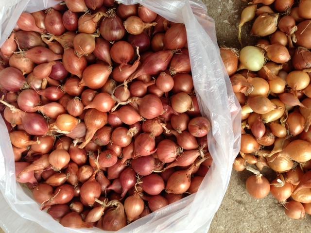 การปลูกหัวหอม