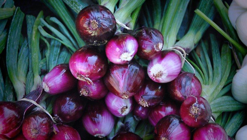 หอมแดงยัลตา