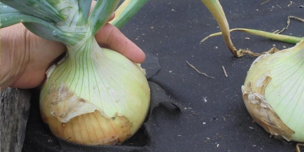 นิทรรศการหัวหอม