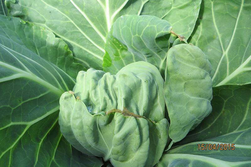 ใบกะหล่ำปลีม้วนงอ