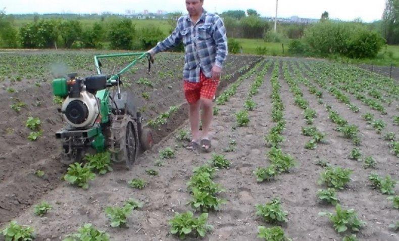 buttage de pommes de terre