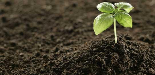 ปุ๋ยหมักไส้เดือน